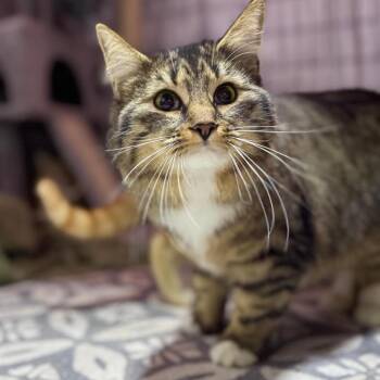 Domestic Long Hair Cats Available for Adoption in Rixeyville, Virginia - Truffle | PetCurious