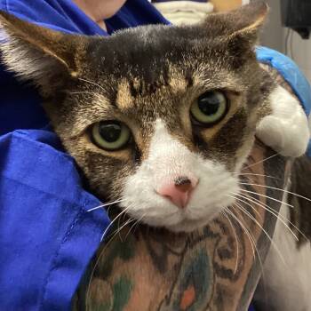 Rescue Domestic Short Hair Cats for Adoption in Greenville, South Carolina - Max | PetCurious