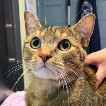 Ashes -  Domestic Short Hair Cat for Adoption in Providence, Rhode Island - Ashes | PetCurious