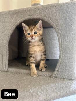 Bee -  Domestic Short Hair Cat for Adoption in Johnson City, Tennessee - Bee | PetCurious
