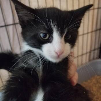 Carl -  Domestic Short Hair Cat for Adoption in Hemet, California - Carl | PetCurious