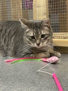 Rescue Domestic Short Hair Cats for Adoption in Chisholm, Minnesota - Ben | PetCurious