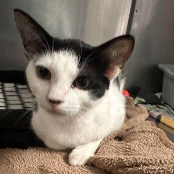 Luxray -  Domestic Short Hair Cat for Adoption in Lakeland, Florida - Luxray | PetCurious