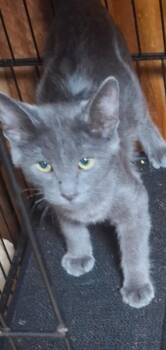 Huston -  Russian Blue Cat for Adoption in Muncie, Indiana - Huston | PetCurious