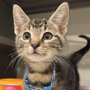 H213034 Slurp -  Domestic Short Hair Cat for Adoption in Port Washington, New York - H213034 Slurp | PetCurious
