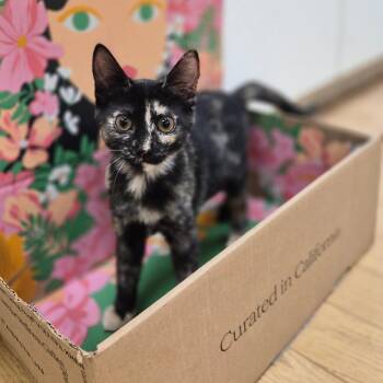 Ziti -  Domestic Short Hair Cat for Adoption in Woodstock, Illinois - Ziti | PetCurious