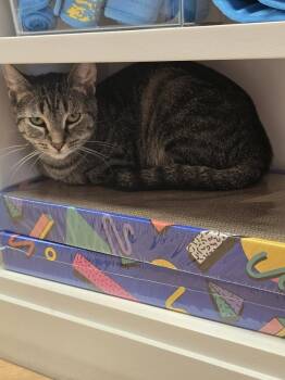 Aladdin -  Domestic Short Hair Cat for Adoption in Franklin Township, New Jersey - Aladdin | PetCurious