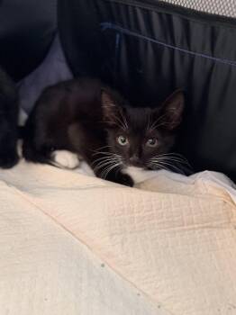 Fruit Cup (Available for pre-adoption) -  Domestic Short Hair Cat for Adoption in Camden, South Carolina - Fruit Cup (Available For Pre-adoption) | PetCurious
