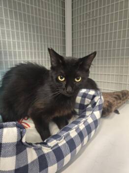 Aphrodite -  Domestic Medium Hair Cat for Adoption in Vancouver, Washington - Aphrodite | PetCurious