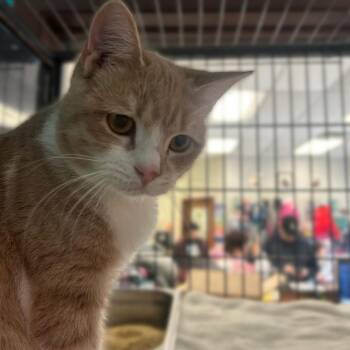 Pampers Swaddlers -  Domestic Short Hair Cat for Adoption in Davenport, Iowa - Pampers Swaddlers | PetCurious