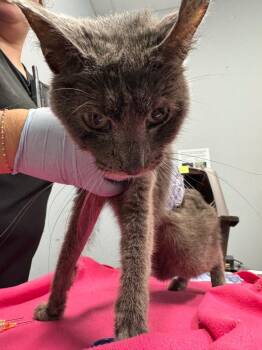 Heart -  Domestic Short Hair Cat for Adoption in Bloomington, Indiana - Heart | PetCurious