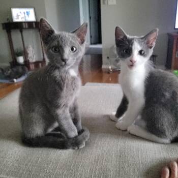Sully -  Russian Blue Cat for Adoption in Wichita, Kansas - Sully | PetCurious