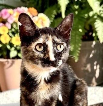 Badger - KITTEN -  Tortoiseshell Cat for Adoption in Perry, Iowa - Badger - KITTEN | PetCurious
