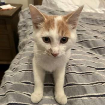 Rescue Domestic Short Hair Cats for Adoption in Evanston, Illinois - Boingo Zoingo | PetCurious