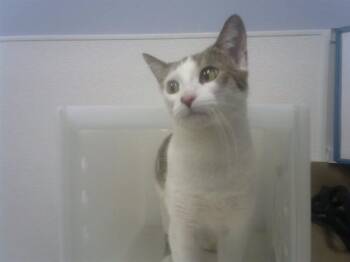 Domestic Short Hair Cats Available for Adoption - TERESA | PetCurious