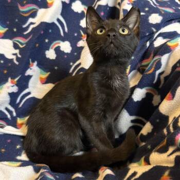 Armani -  Domestic Short Hair Cat for Adoption in Panama City, Florida - Armani | PetCurious