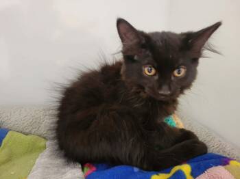 Reliche -  Domestic Short Hair Cat for Adoption in Delson, Quebec - Reliche | PetCurious