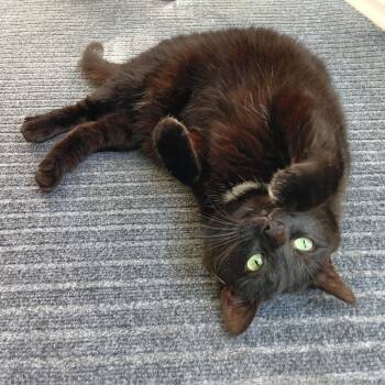 Rescue Domestic Short Hair Cats for Adoption in Ruckersville, Virginia - Noir | PetCurious