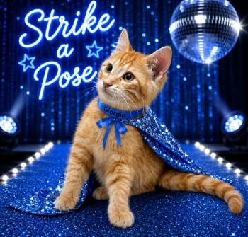 Giorgio -  Domestic Short Hair Cat for Adoption in Washington Court House, Ohio - Giorgio | PetCurious