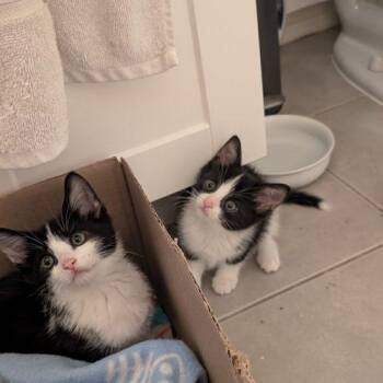 Sequoia -  Domestic Short Hair Cat for Adoption in Toronto, Ontario - Sequoia | PetCurious