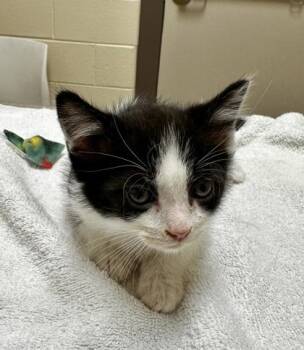 Kameron -  Domestic Short Hair Cat for Adoption in Westland, Michigan - Kameron | PetCurious