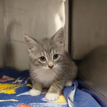 PEPE -  Domestic Long Hair Cat for Adoption - PEPE | PetCurious