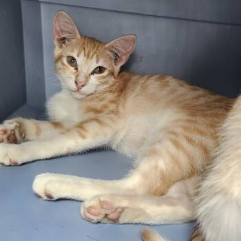 Domestic Short Hair Cats Available for Adoption - KAI | PetCurious