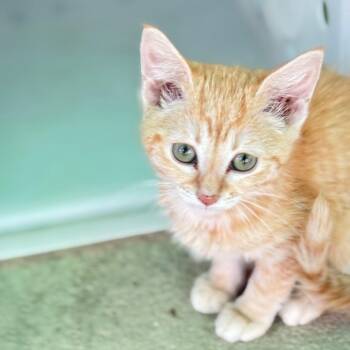 Hootie -  Domestic Medium Hair Cat for Adoption in Taos, New Mexico - Hootie | PetCurious