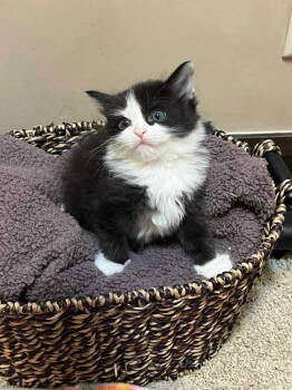 Rescue Domestic Short Hair Cats for Adoption in St. George, Utah - Sandie | PetCurious