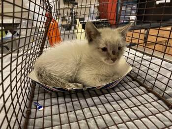 Domestic Medium Hair Cats Available for Adoption in Modesto, California - A610099 | PetCurious