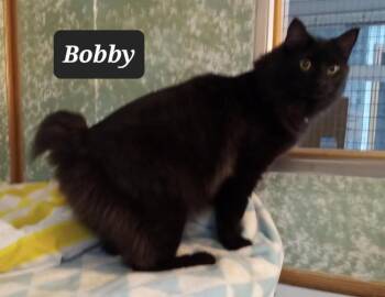 Domestic Long Hair Cats Available for Adoption in Buffalo, Missouri - Bobby | PetCurious