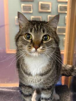Daisy / Dasani -  Domestic Short Hair Cat for Adoption in Little Rock, Arkansas - Daisy / Dasani | PetCurious