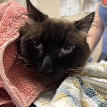 Sailor -  Siamese Cat for Adoption in Tempe, Arizona - Sailor | PetCurious