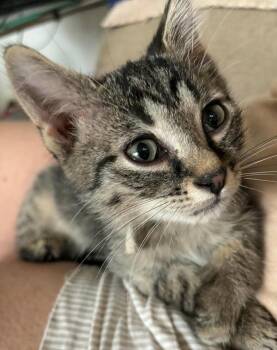 Eugene -  Domestic Short Hair Cat for Adoption in Chicago, Illinois - Eugene | PetCurious