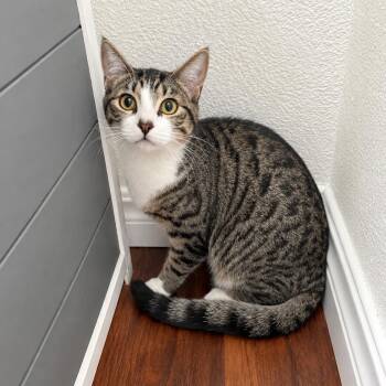 Honey A -  Tabby Cat for Adoption in Fresno, California - Honey A | PetCurious