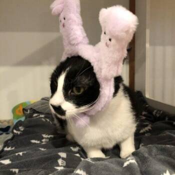 Domestic Short Hair Cats Available for Adoption in Seven Valleys, Pennsylvania - Edgar | PetCurious