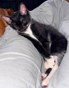 Seabiscuit -  Domestic Short Hair Cat for Adoption in Magnolia, Texas - Seabiscuit | PetCurious