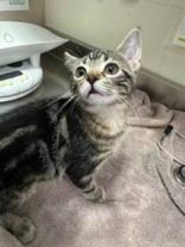 Raven -  Domestic Short Hair Cat for Adoption in Manitowoc, Wisconsin - Raven | PetCurious
