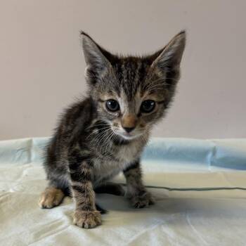 IVHS-Stray-142841 -  Domestic Short Hair Cat for Adoption in San Gabriel, California - IVHS-Stray-142841 | PetCurious