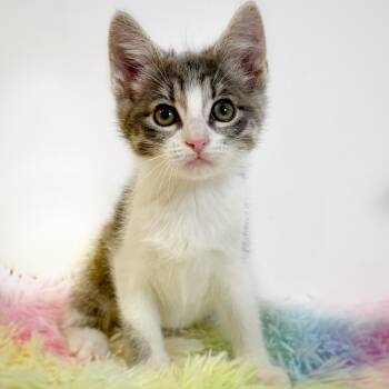 Pimento -  Domestic Short Hair Cat for Adoption in Watertown, Wisconsin - Pimento | PetCurious