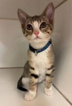 Monopoly -  Domestic Short Hair Cat for Adoption in Mason City, Iowa - Monopoly | PetCurious