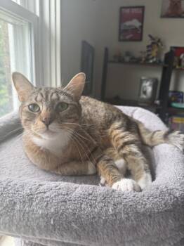 Coven -  Domestic Short Hair Cat for Adoption in West Mifflin, Pennsylvania - Coven | PetCurious