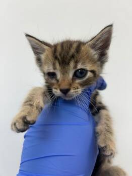 Lipizzan -  Domestic Short Hair Cat for Adoption in Hartsville, South Carolina - Lipizzan | PetCurious