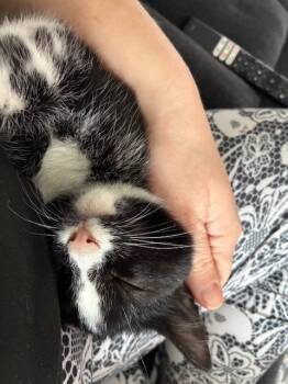 Domestic Short Hair Cats Available for Adoption - Nightpatch | PetCurious