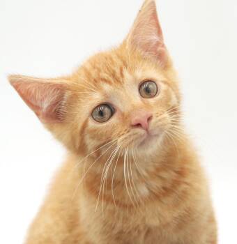 Snorkel is a stunning SUPER sweetheart - dark orange too -  Tabby Cat for Adoption in Bedford Hills, New York - Snorkel Is A Stunning SUPER Sweetheart - Dark Orange Too | PetCurious