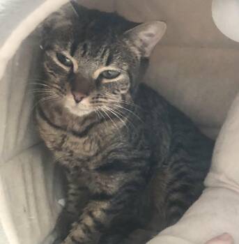 Domestic Short Hair Cats Available for Adoption in Parma, Ohio - Bonnie | PetCurious