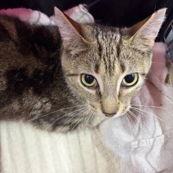 Leidy -  Domestic Short Hair Cat for Adoption in New York, New York - Leidy | PetCurious