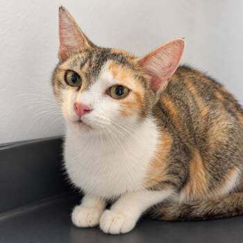 Juno -  Domestic Short Hair Cat for Adoption in Austin, Texas - Juno | PetCurious