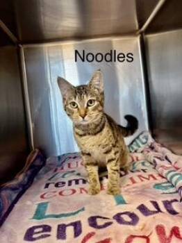 Noodles -New -  Tabby Cat for Adoption in Arlington, Virginia - Noodles -New | PetCurious
