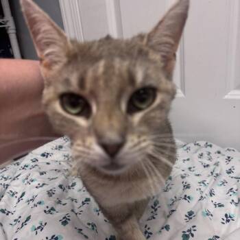 Bolina -  Domestic Medium Hair Cat for Adoption in Granville, Ohio - Bolina | PetCurious